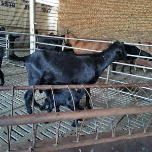 馬山黑山羊的科學飼養(yǎng)與管理