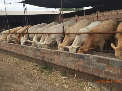 內(nèi)蒙肉牛養(yǎng)殖基地 家畜飼養(yǎng)的科學實踐與產(chǎn)業(yè)發(fā)展