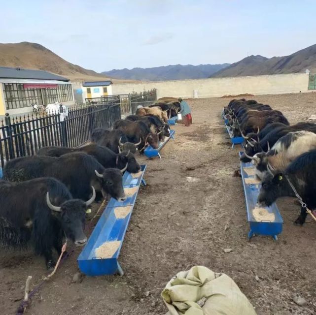 甘南 牦牛產業高質量發展，唱響鄉村振興“牧歌”