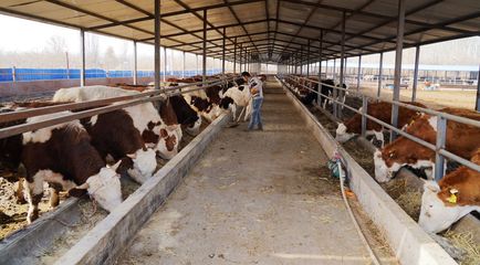 養殖牛羊增收快，小康路上唱歡歌