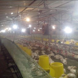 寧津振華溫控設備廠 供應耐用的養殖水暖鍋爐，助力家畜飼養高效發展