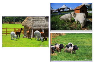 6.18比墾丁更美 歐式牧場里，體驗大連版《向往的生活》與家畜飼養之樂