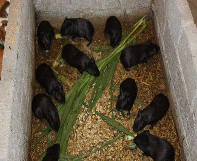 中華黑豚 農民致富新寵，產婦滋補佳品