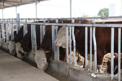 蹄疾步穩謀發展，產業振興正當時——鄂前旗推進農牧業產業高質量發展綜述