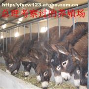 肉?？茖W飼養管理技術要點解析